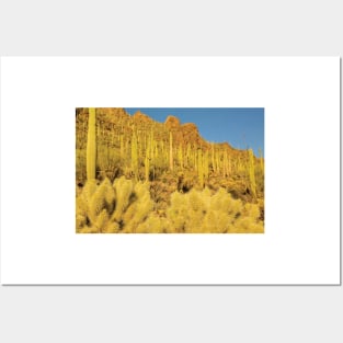 Sonoran Desert Landscape Posters and Art